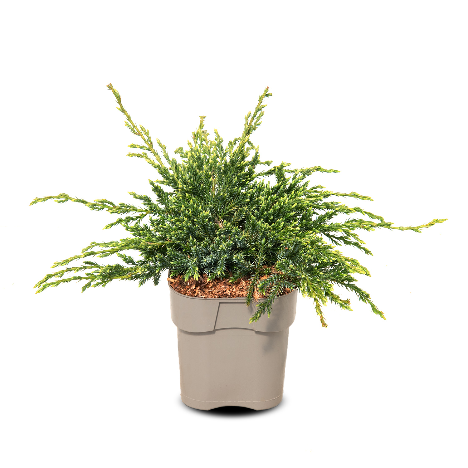 Можжевельник чешуйчатый Блю Карпет